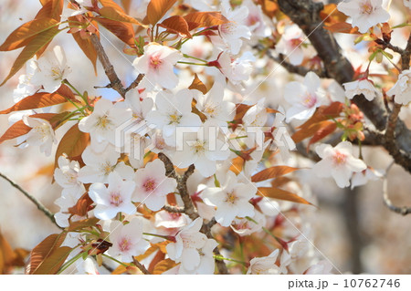 揖斐二度桜•アップ 揖斐二度桜•アップ 10762746