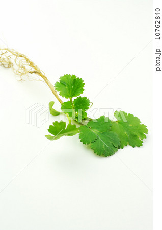 香味野菜のコリアンダー 香味野菜のコリアンダー 10762840