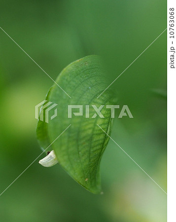 芽吹きのつゆ草　今花芽が顔を出してきました 10763068