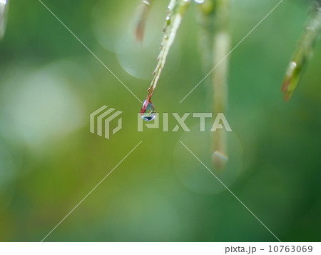 水滴がモミジの葉先から落ちようとしている 水滴がモミジの葉先から落ちようとしている 10763069