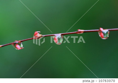 水引の花芽に水滴が付き覆い込んでいます 10763070