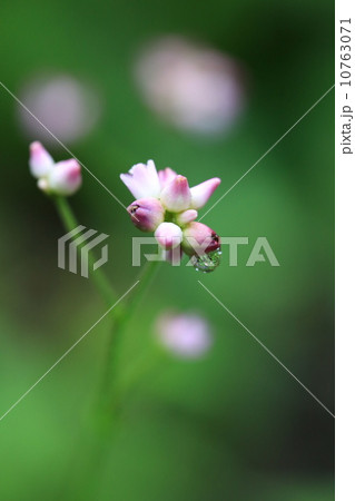 ミゾそばの花芽に朝露がついています ミゾそばの花芽に朝露がついています 10763071