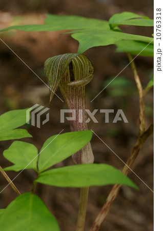 マムシグサ 10763318