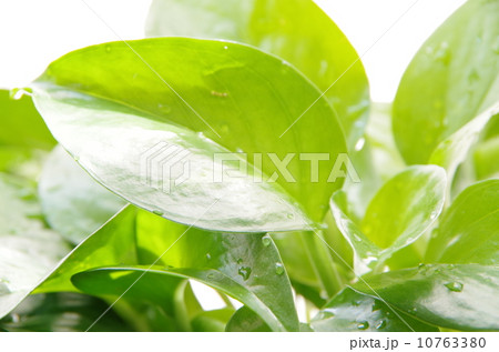 ポトス ポトス 10763380
