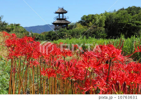 彼岸花と唐古遺跡楼閣 10763631