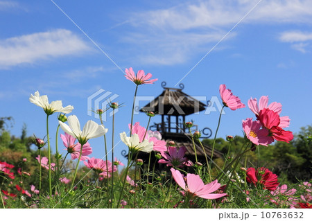 コスモスと唐古遺跡楼閣 10763632