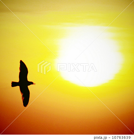 Seagull on sunset background with retro filter effect 10763639