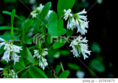 イボタノキ 10763675