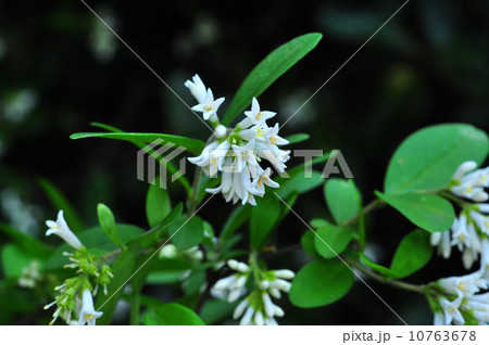 イボタノキ 10763678