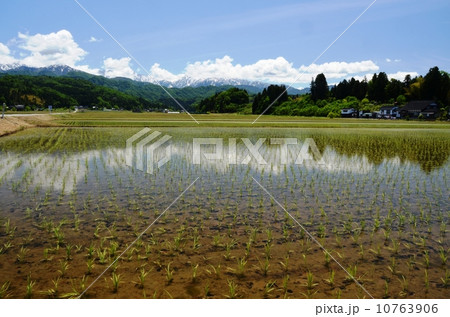 残雪の山と田植えの終わった田んぼ 10763906