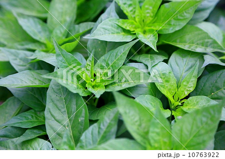 家庭菜園 家庭菜園 10763922