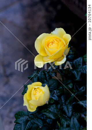 黄色いバラ 黄色いバラ 10764134