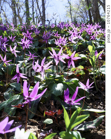 カタクリ群生 10764215
