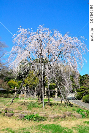 旧河野省三邸　シダレザクラ 10764294
