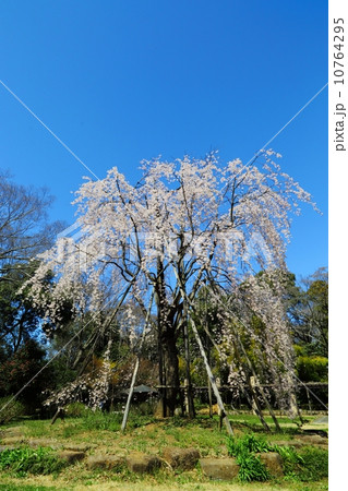 旧河野省三邸　シダレザクラ 10764295