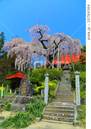 大聖寺のベニシダレ 10764364