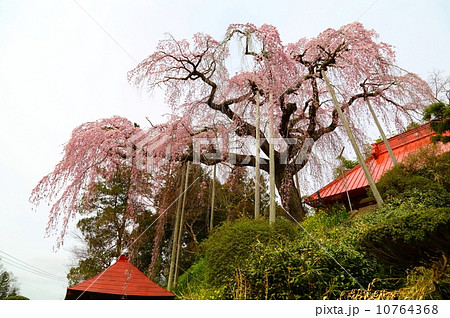 大聖寺のベニシダレ 10764368