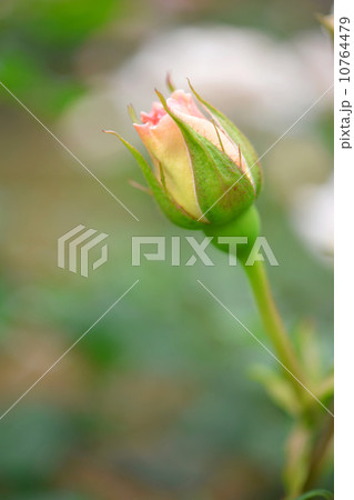 バラ、フレンチレース、5月〜6月、つぼみ 10764479