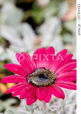 アークトチス　赤 10764483