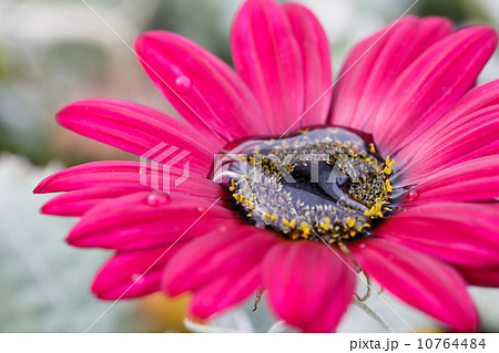 アークトチス　赤 10764484