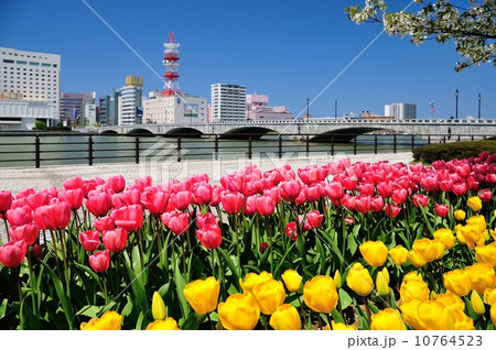チューリップ咲く万代橋 チューリップ咲く万代橋 10764523