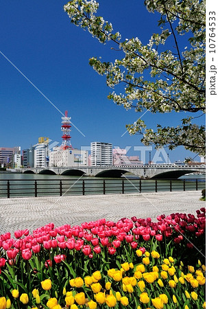 チューリップ咲く万代橋 10764533