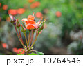 バラ、オレンジ、植物、プリンセスミチコ、花とつぼみ、5月〜6月 10764546