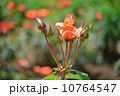 バラ、オレンジ、植物、プリンセスミチコ、花とつぼみ、5月〜6月 10764547