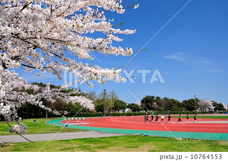 桜咲くスワンフィールド 桜咲くスワンフィールド 10764553