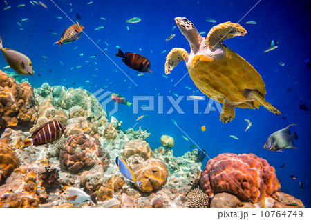 Eretmochelys imbricata Eretmochelys imbricata 10764749