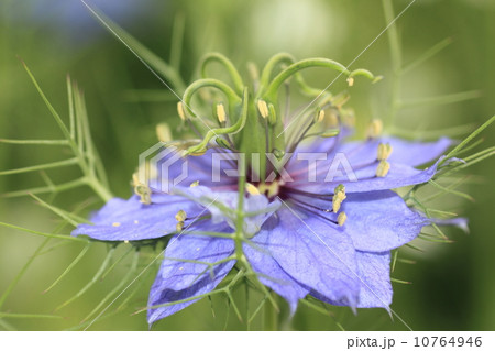 ニゲラ　クロタネソウ 10764946