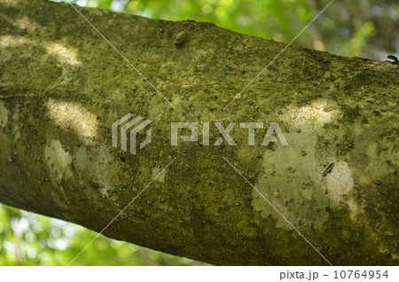 木の幹 10764954
