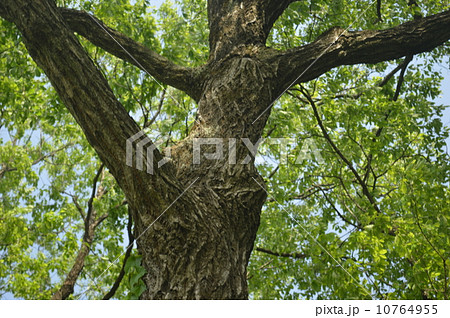 木の幹の写真素材