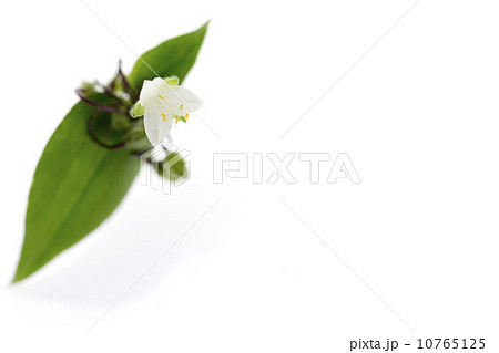 トキワツユクサ(うつむき) トキワツユクサ(うつむき) 10765125