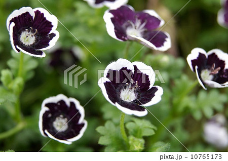 ネモフィラ・メンジージー 'ペニーブラック' 10765173