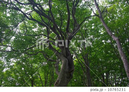 守門岳　ブナ林 10765231