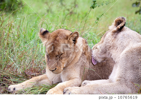 Lion couple in the bush Lion couple in the bush 10765619