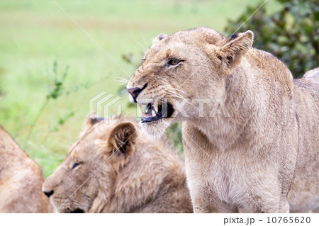 Lion couple in the bush 10765620