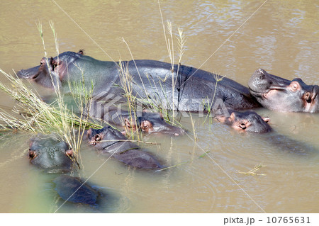 Hippopotamus family 10765631