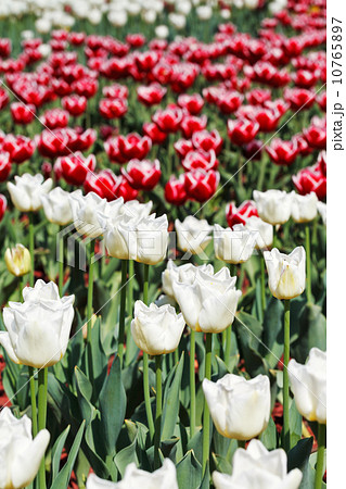 meadow of red and white decorative tulips 10765897