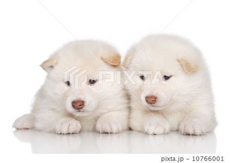 Shibainu puppies Shibainu puppies 10766001