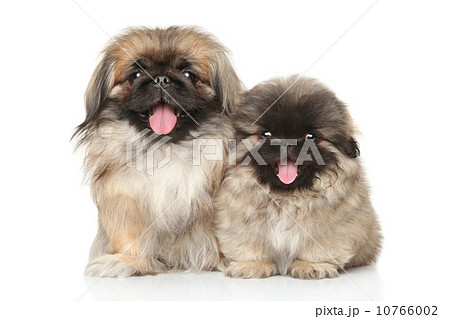 Pekinese dog with puppy Pekinese dog with puppy 10766002