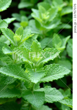 フレッシュハーブ　ミント 10767076