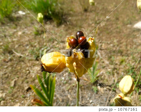 ひおうぎ（檜扇）の実 10767161