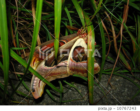 ヨナグニサン ヨナグニサン 10767243