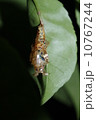 ヤエヤマイチモンジのさなぎ 10767244