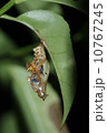 ヤエヤマイチモンジのさなぎ 10767245
