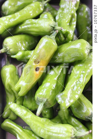 ししとう 10767337