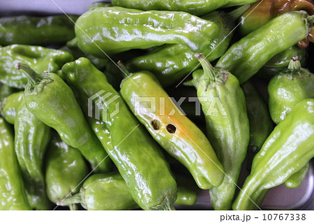 ししとう 10767338