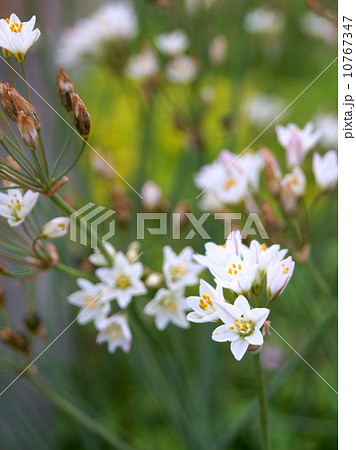 アリウム・ロゼウム 10767347